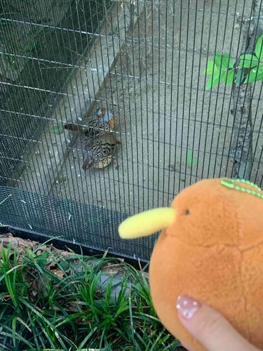 おはよう〜！仲間たちを見つけたキィ！