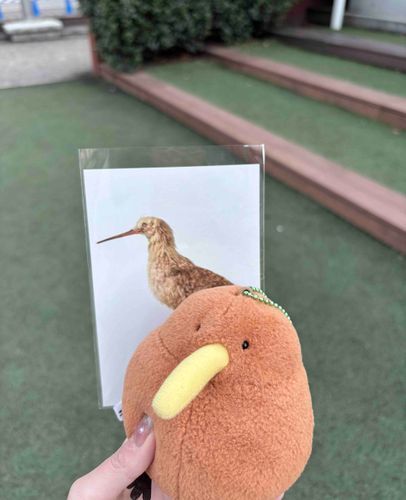 コマダラキーウィとゆるいキーウィのご対面😌