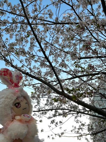 さくらのおようふくでおはなみ!🌸