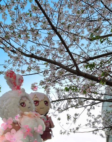 おにーたん さくら にあうよね₍ᐢ> ̫<ᐢ₎❤︎