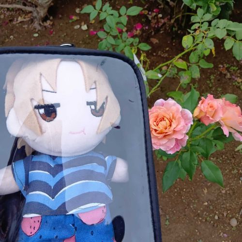 お庭に薔薇の花が咲いたよ🌹