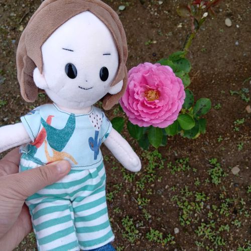 庭にバラの花が咲いてたよ🌹ピンク色でキレイだね！