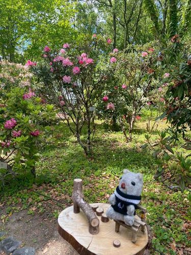 たんじょうび　きょうと③