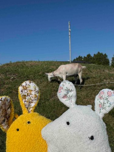 牧場にも行ったしゅー！自然はいいしゅねー🐐