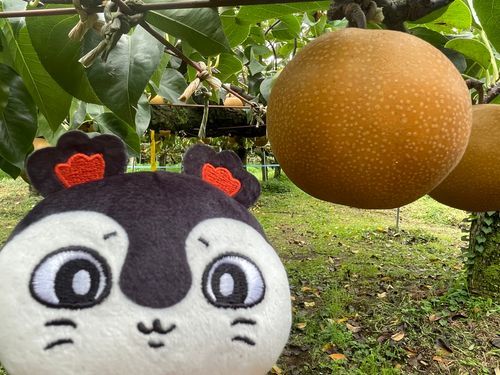 梨の湧きどころに行って、梨狩りをしたときの写真なの
フルーティなの、酸味があるの、あっさりしてるのとかあって
一つ一つ味が全然違ったんだって
自分でよォく梨を観察して、その場で食べられるのが面白かったみたい
セイレーンが歌えばすぐ増やせるケド…
込もってるみたい…「愛情」…