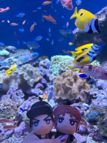 🐠🐟🐡✨