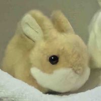 茶ピョンピョン
