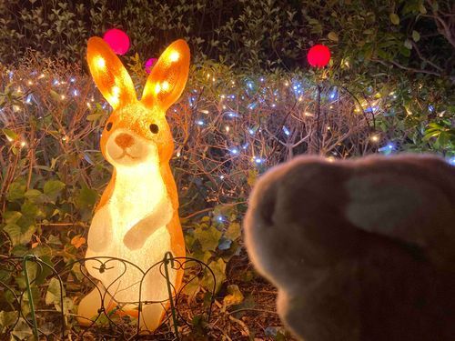 うさぎです。ﾌﾝﾌﾝ……これはお仲間のにおいです！