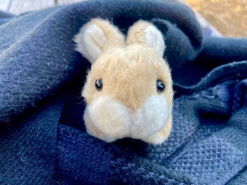 うさぎです。もふもふもふもふもふ。