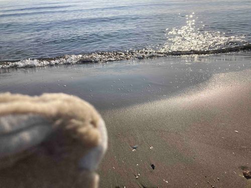うさぎです。海は雄大ですねえ……。