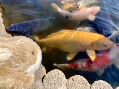 うさぎです。おっきな鯉です。