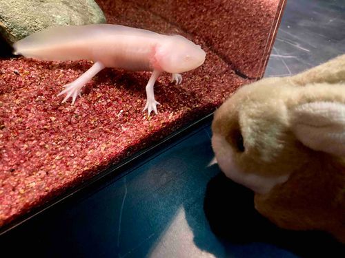 うさぎです。ウーパールーパーさんにご挨拶です。