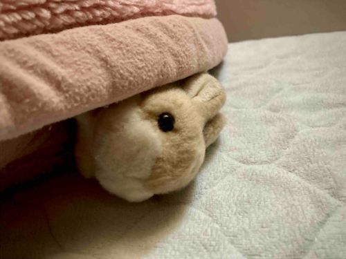 うさぎです。すやすや……。