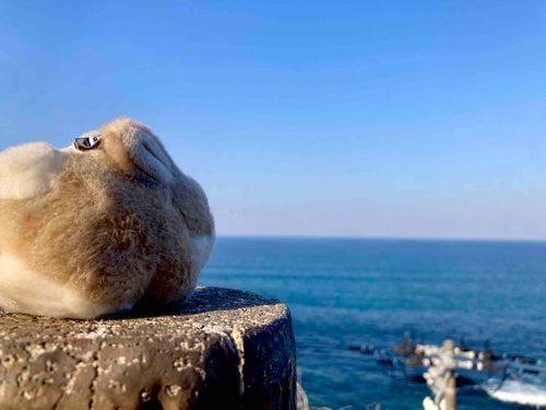 うさぎです。海は広いな大きいな。