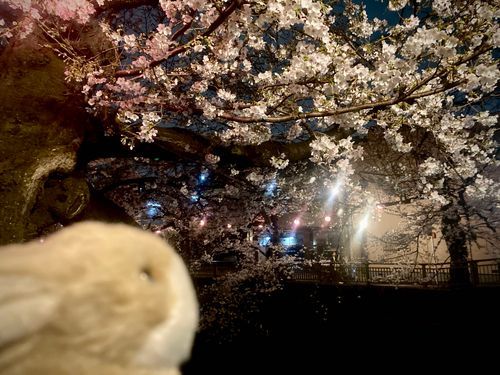 うさぎです。桜を見ました。