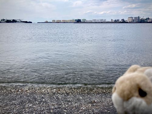 うさぎです。海ばかり来ています。