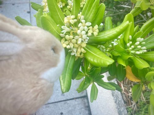 うさぎです。謎の花です。