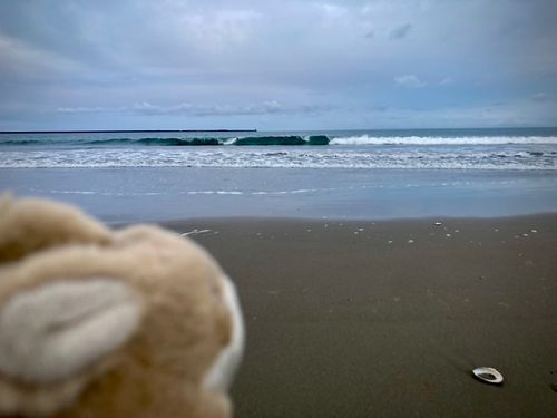 うさぎです。海です！