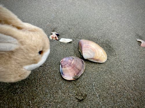 うさぎです。貝ですね？