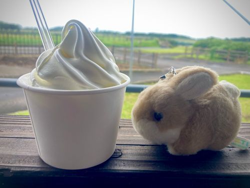うさぎです。ソフトクリームです。
