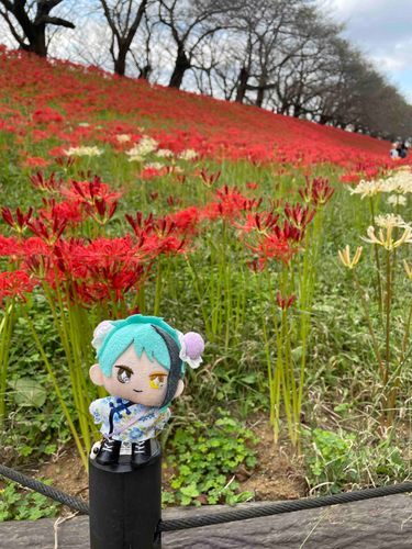 ずーっと あっちまで
あかいじゅうたん
みたいです✨️