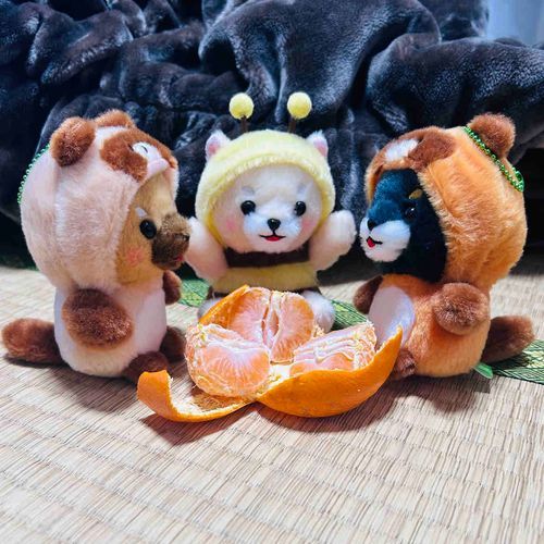 みかん3ぶんこ！
おいしかった🍊
(左はぽんたくん、右はみそたくん)