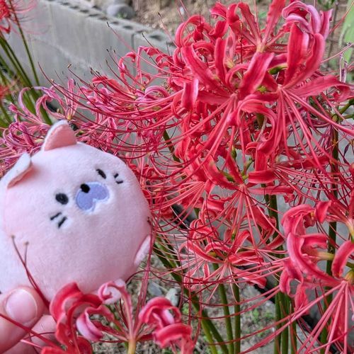 かいぬしがきゅうに 「私も彼岸花撮る！」って きんじょにおさんぽにきた