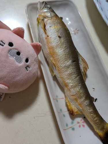 ばんごはんは でっかい こもちあゆ