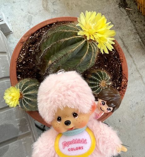 今年も咲いたよ〜🌼