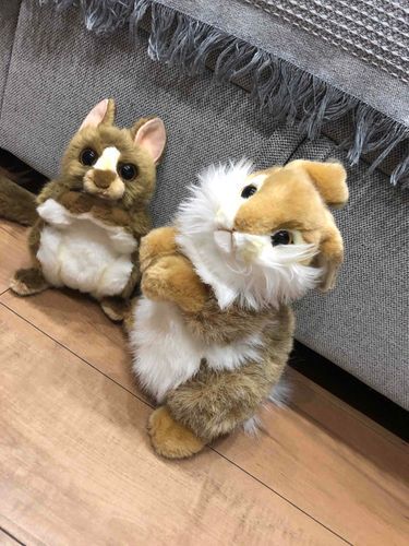 こんにちは　　　　　　　　　うさぎのわらびと
メガネザルのわさび
だよ
よろしくね


　　


　　