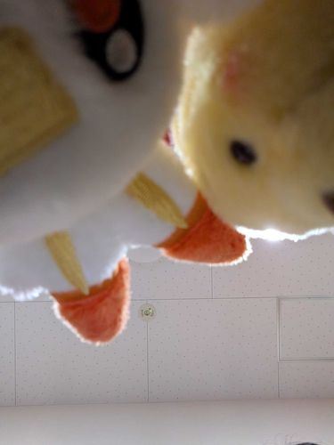 じっ……！👀
