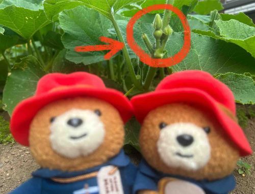 畑のかぼちゃの雌花がなた!!!
これが咲いたら受粉してかぼちゃになるのさ
やったーーー!!!!!!