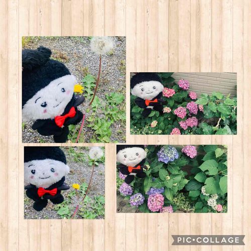 たんぽぽ、紫陽花🌼