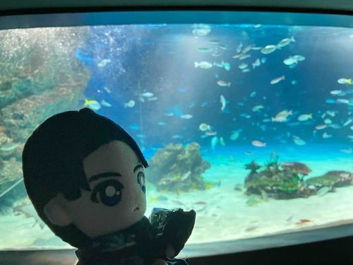 💙「やっぱり水族館は1人でゆっくり見るのが最高だ。平日昼間だったからか人もあまり多くなくて良かった。ここはミラのバイト先じゃないしな。……本当にいないだろうな？」