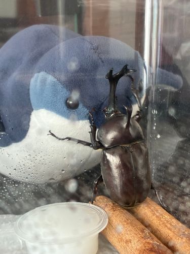 可愛いカブトムシさんですね