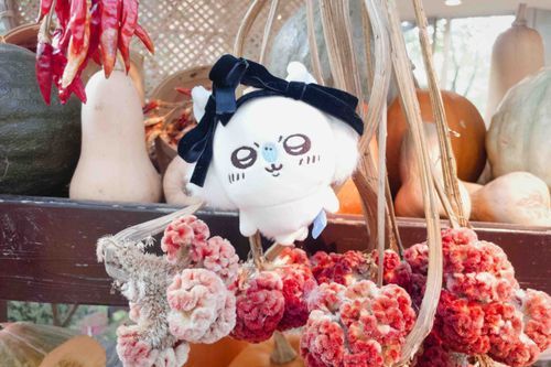 ハロウィンだぁ？🎃꒰ ՞o̴̶̷̤ᾥo̴̶̷̤՞ ꒱