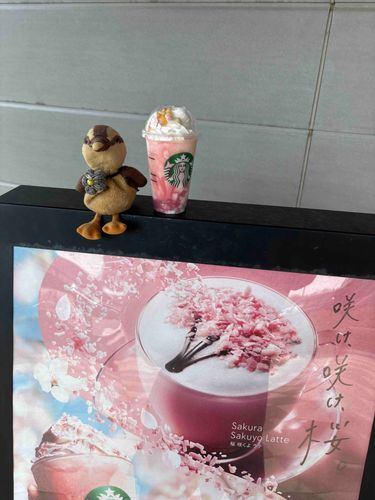 ぽっぽ、スタバでバイト！？看板娘…じゃなくて看板カルガモ？
ひなまつりフラペチーノ❤️