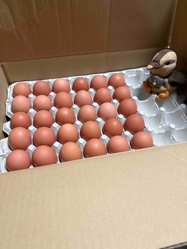 ぽっぽのおともだち、生まれるかなぁ…。