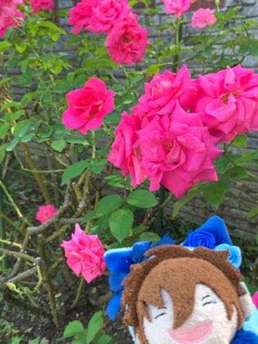 秋のバラのきせつ！ということで、見に行ってきました🌹