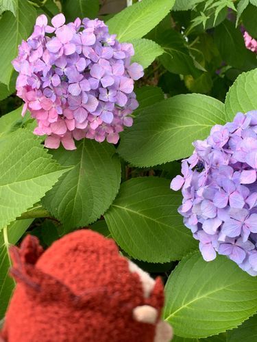紫陽花…ちゃんと見る前に盛りがすぎちゃった…？