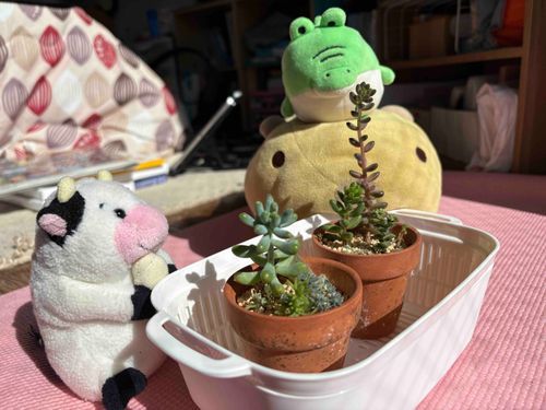 大きくなったね🌱