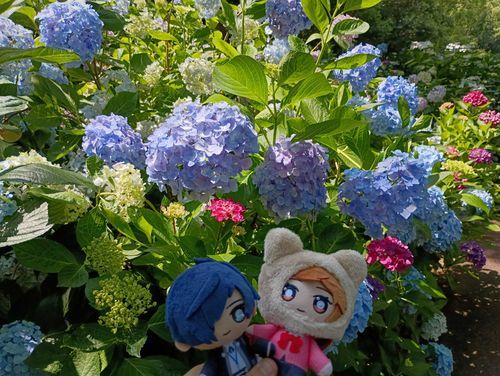 紫陽花🌸綺麗だったね