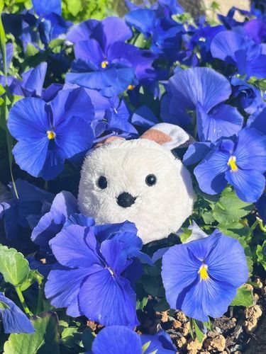 お花が綺麗に咲いてるね
江長くんの白も映えてるよ✨️