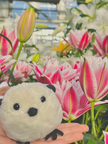 江長くん、チューリップだよ🌷
綺麗に咲いているね☺️
