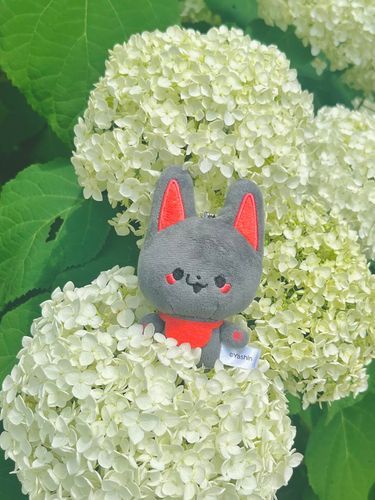 紫陽花綺麗だね‎