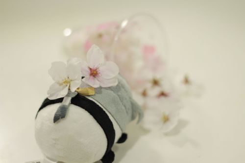 あるじがさくらひろってきたよ🌸