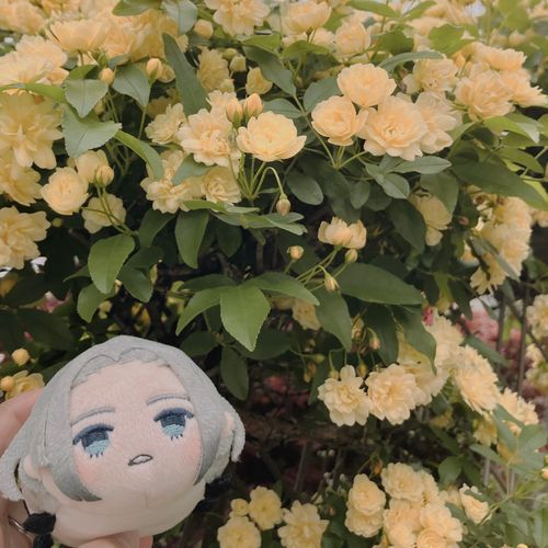 きれーだね