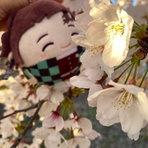 さくらさんこんにちは😃
