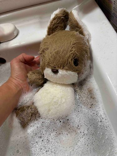 うちに来た時。
お風呂🛁に入ってさっぱりしたよ♪