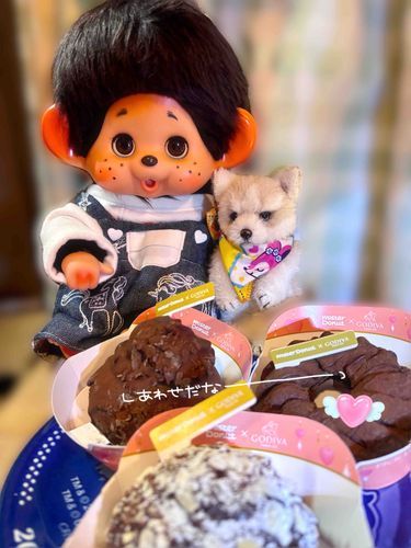 ミスドのGODIVAドーナツ🍩！
めちゃ美味しかったよ〜っ💕😋